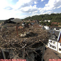 16_45-nest.jpg