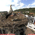 16_50-nest.jpg