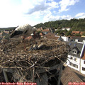 17_00-nest.jpg
