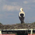 17_05-mast.jpg
