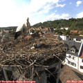 17_05-nest.jpg
