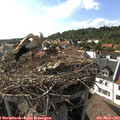 17_10-nest.jpg
