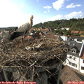 17_15-nest.jpg