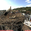 17_20-nest.jpg