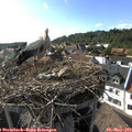 17_25-nest.jpg