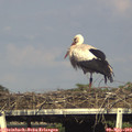 17_30-mast.jpg