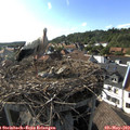 17_30-nest.jpg