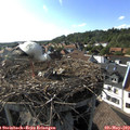 17_35-nest.jpg