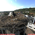 17_40-nest.jpg