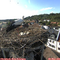 17_50-nest.jpg
