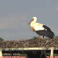 17_55-mast.jpg