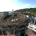17_55-nest.jpg