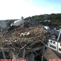 18_00-nest.jpg