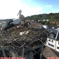 18_05-nest.jpg