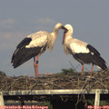18_10-mast.jpg