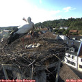 18_10-nest.jpg