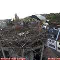 18_15-nest.jpg