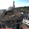 18_20-nest.jpg