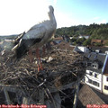 18_25-nest.jpg