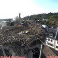 18_45-nest.jpg