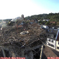 18_55-nest.jpg