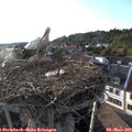 19_00-nest.jpg