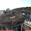 19_05-nest.jpg