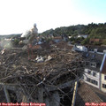 19_10-nest.jpg