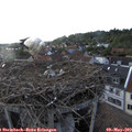 19_15-nest.jpg