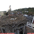 19_30-nest.jpg