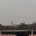 19_45-mast.jpg