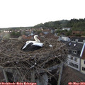 19_45-nest.jpg
