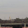 19_50-mast.jpg
