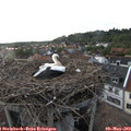 19_50-nest.jpg