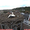19_55-nest.jpg