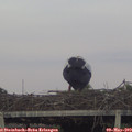 20_00-mast.jpg