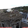 20_00-nest.jpg