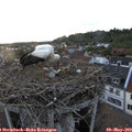 20_05-nest.jpg