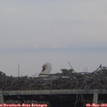 20_10-mast.jpg