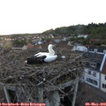 20_10-nest.jpg