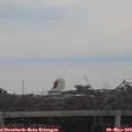 20_15-mast.jpg