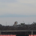 20_20-mast.jpg