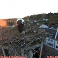 20_25-nest.jpg