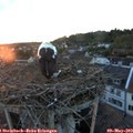 20_30-nest.jpg
