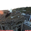 20_35-nest.jpg