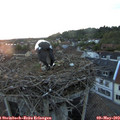 20_40-nest.jpg