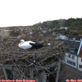 20_45-nest.jpg