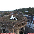 06_05-nest.jpg