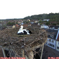 06_10-nest.jpg