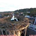 06_15-nest.jpg